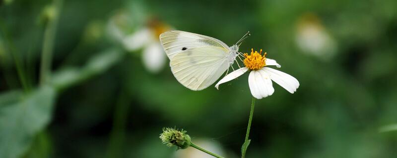 蝴蝶的家主要内容讲了什么 蝴蝶的家课文主要内容