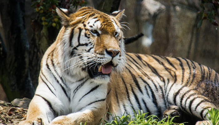 纸老虎的发现,纸老虎明白了什么道理 纸老虎发现说明了一个什么道理