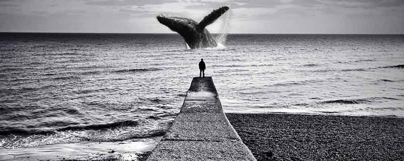 描写鲸落的优美的句子 描写鲸落优美的句子