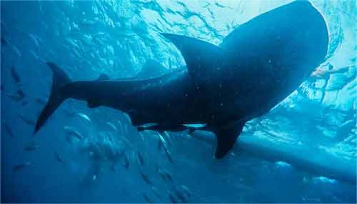 描写鲸落的优美的句子 描写鲸落优美的句子