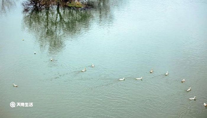 春汛是什么意思 春汛是什么