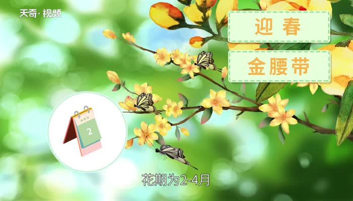 迎春花的特点 迎春花的象征意义