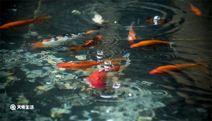 金鱼除了吃鱼食还可以吃什么 金鱼除了吃鱼食还能吃什么