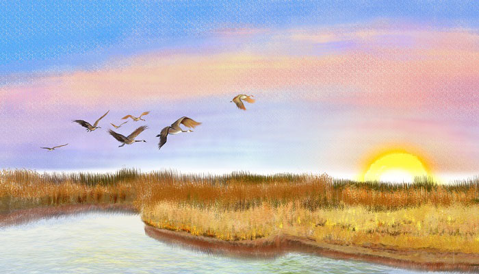 候鸟是一种什么鸟 哪种鸟是候鸟