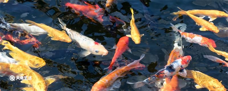 金鱼除了吃鱼食还可以吃什么 金鱼除了吃鱼食还能吃什么
