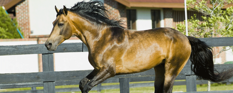 古代的马一天能跑多远  古代的马一天可以跑多远