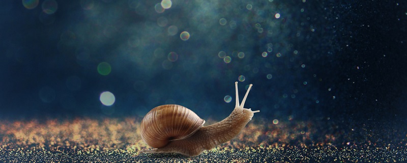 关于蜗牛的小知识10条 有关蜗牛的小知识
