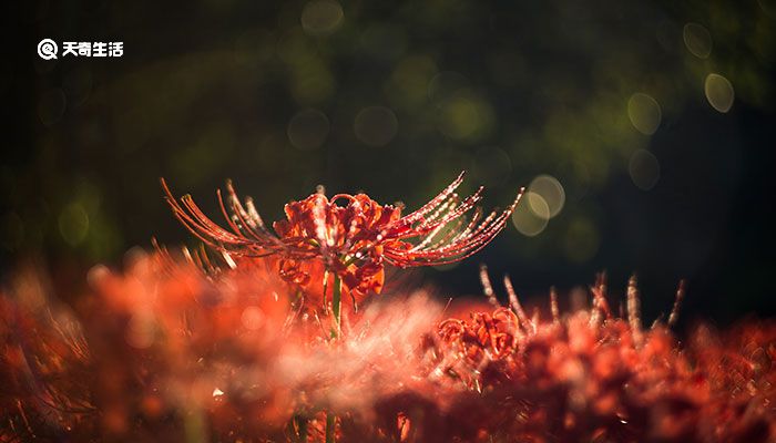 彼岸花花语 彼岸花花语是什么