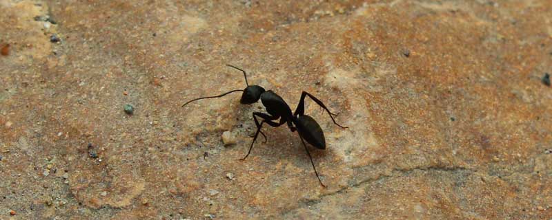 蚍蜉是什么动物 蚍蜉是什么动物图片 