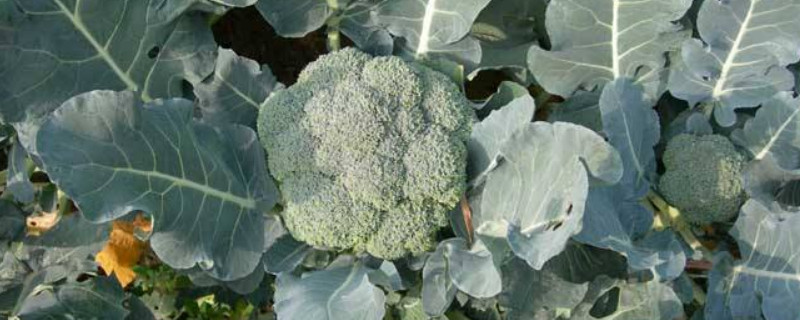 西兰花种植时间和方法