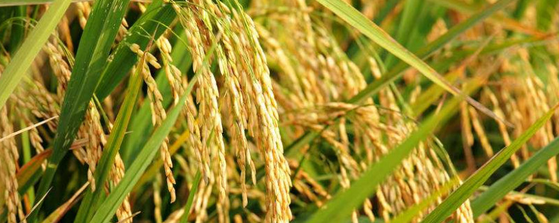 水稻倒伏缺什么的肥