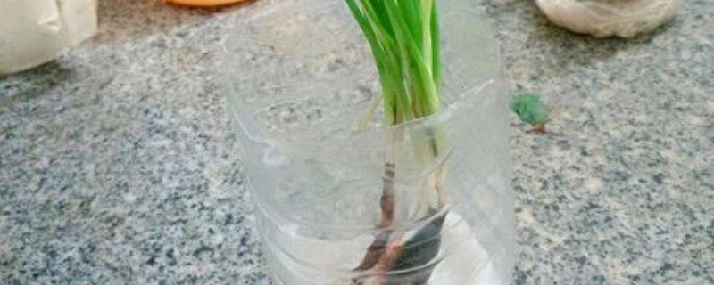 饮料瓶水培大葱的方法