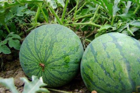 西瓜雨后全棵枯萎什么原因