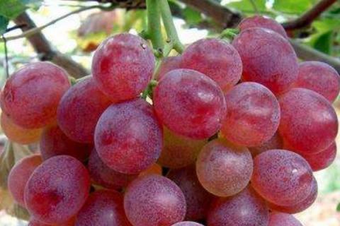 葡萄挂果后施什么肥