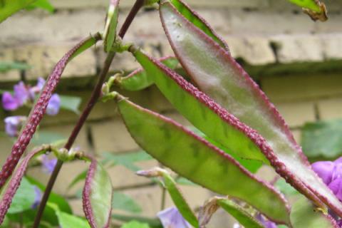 梅豆种植时间及技术要点