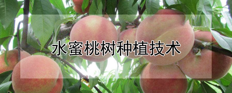 水蜜桃树种植技术