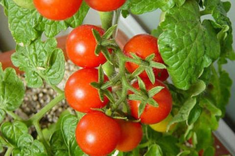 盆种番茄的方法