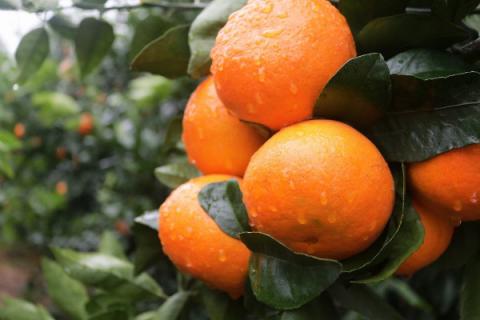 沃柑和沙糖桔区别