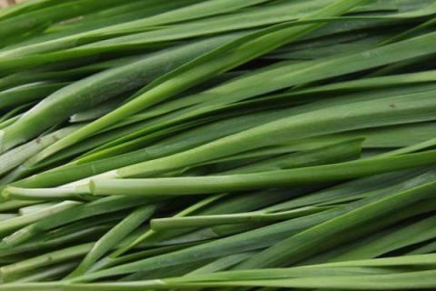 怎样用尿素给韭菜追肥