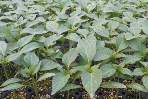 移栽辣椒苗多久才能活