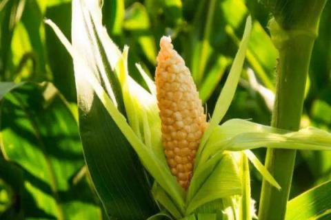 玉米移栽注意事项