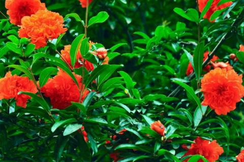 新移栽石榴树注意事项