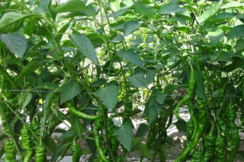 辣椒移栽后用什么肥提苗