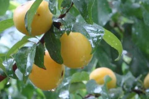 梅子成熟在几月