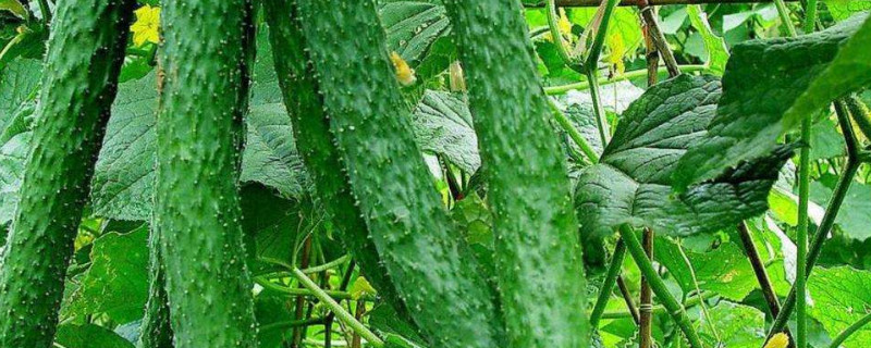 黄瓜怎么种才能结的多