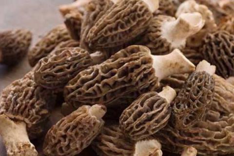 羊肚菌野生和养殖的区别