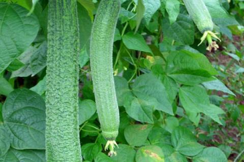 丝瓜怎么种植才能出苗