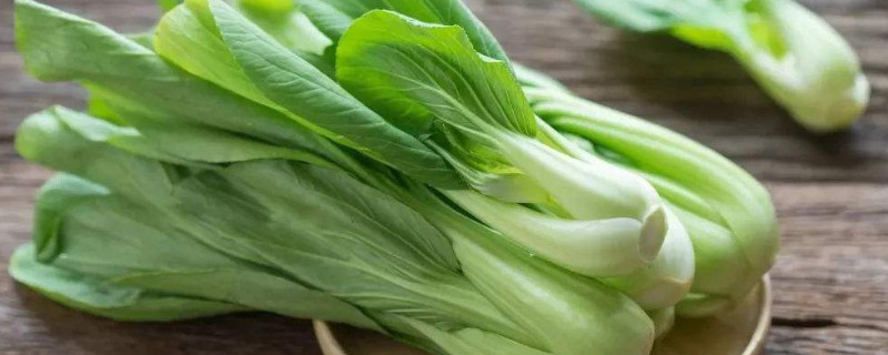 四季小白菜种植方法