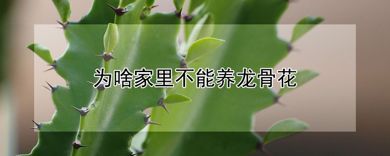 为啥家里不能养龙骨花