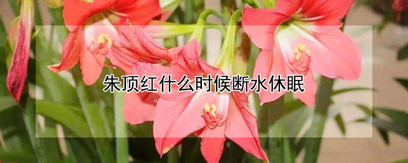 朱顶红什么时候断水休眠