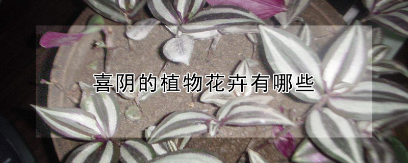 喜阴的植物花卉有哪些