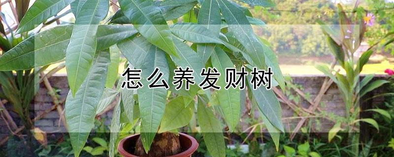 怎么养发财树