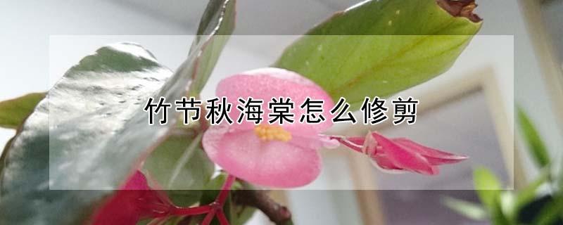 竹节秋海棠怎么修剪