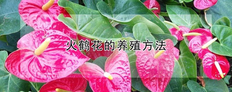 火鹤花的养殖方法