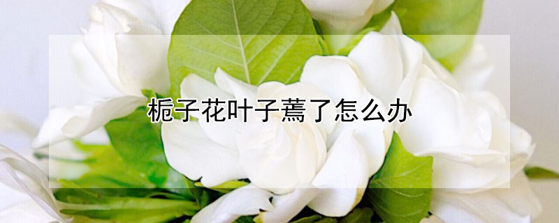 栀子花叶子蔫了怎么办