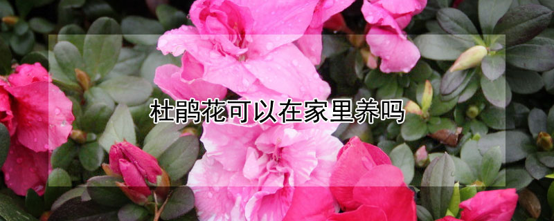 杜鹃花可以在家里养吗
