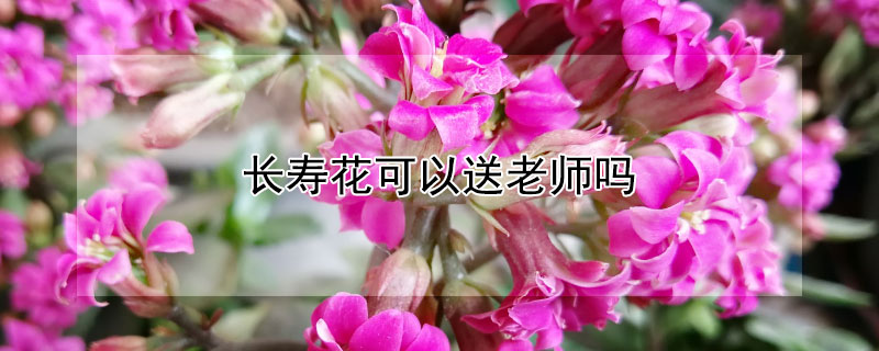 长寿花可以送老师吗